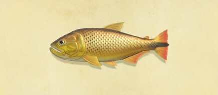 42. Dorado Animal Crossing New Horizons Fish