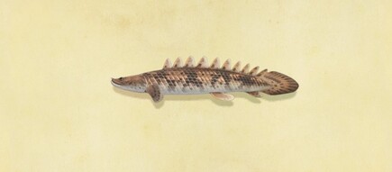 45. Saddled Bichir Animal Crossing New Horizons Fish