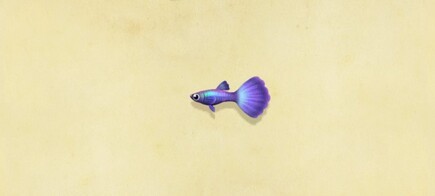 Missing Fish Info Animal Crossing New Horizons Fish
