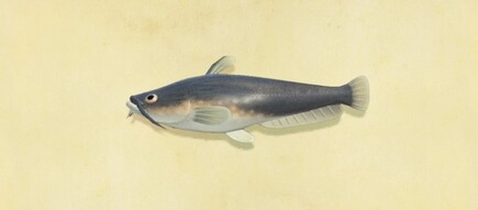 18. Catfish Animal Crossing New Horizons Fish