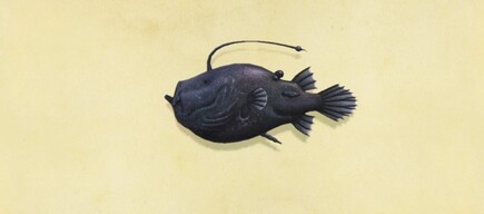 77. Football Fish Animal Crossing New Horizons Fish